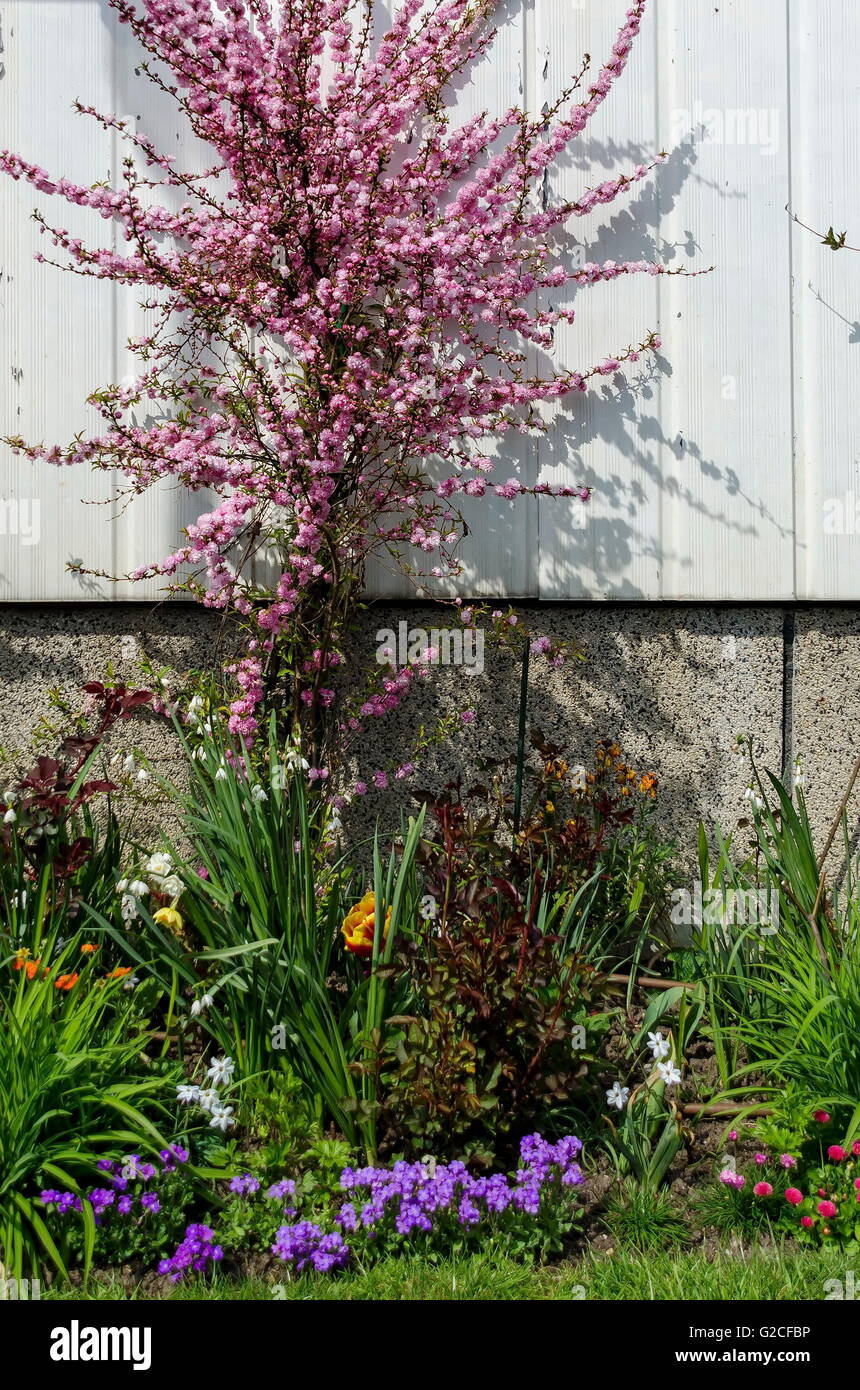 Hintergrund der Blumen verschieden in den Garten, Gerena, Sofia, Bulgarien Stockfoto