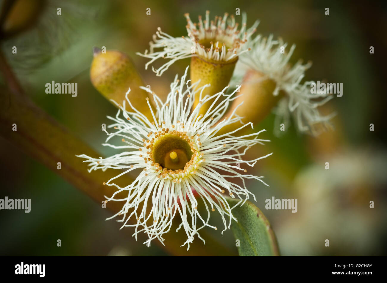 Blume Mallee Baum, Australien. Stockfoto