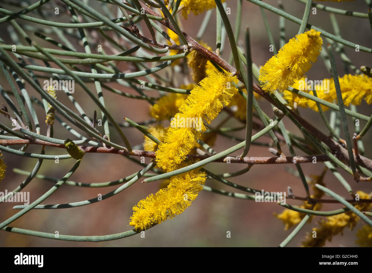 Auffällige gelbe Blüte von Acacia Aneura. Stockfoto