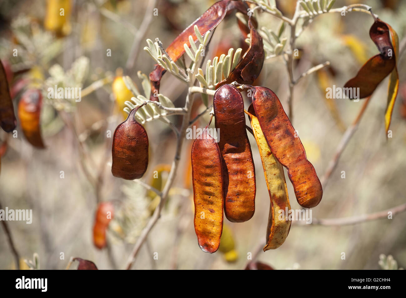Samenkapseln von dichten Cassia oder Senna Artemisioides Var Sturtii. Stockfoto