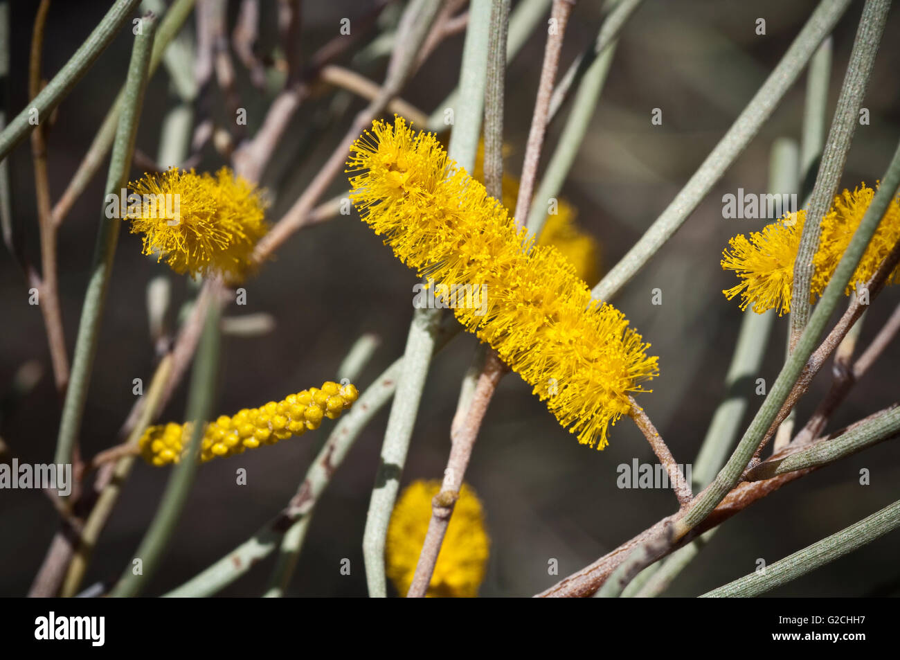 Auffällige gelbe Blüte von Acacia Aneura. Stockfoto