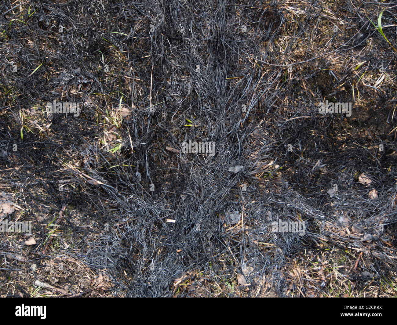 Verbrannte Gras, brennenden Feldern und Heide im Frühjahr bietet die Basis für neue frische Gras zu wachsen, in der Nähe fast abstrakten, Oslo, Norwegen Stockfoto