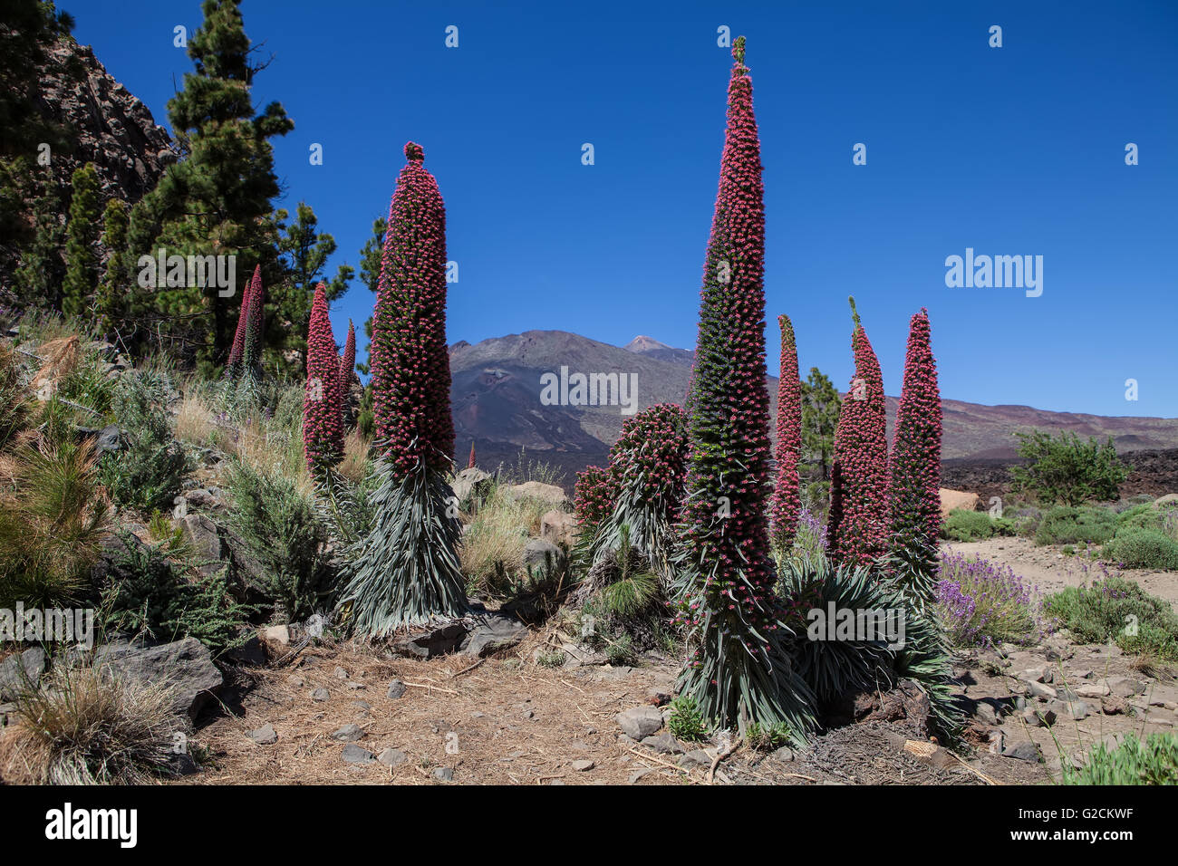 Teide-Landschaft mit Blume Echium Wildpretii (rote Bugloss) Stockfoto