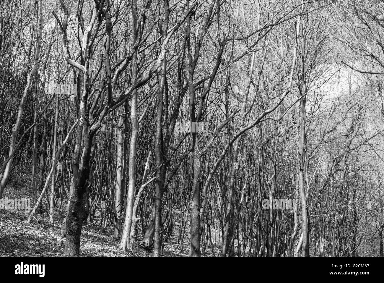 die alten dicken verdreht Wald Süd Yorkshire Ray Boswell Stockfoto