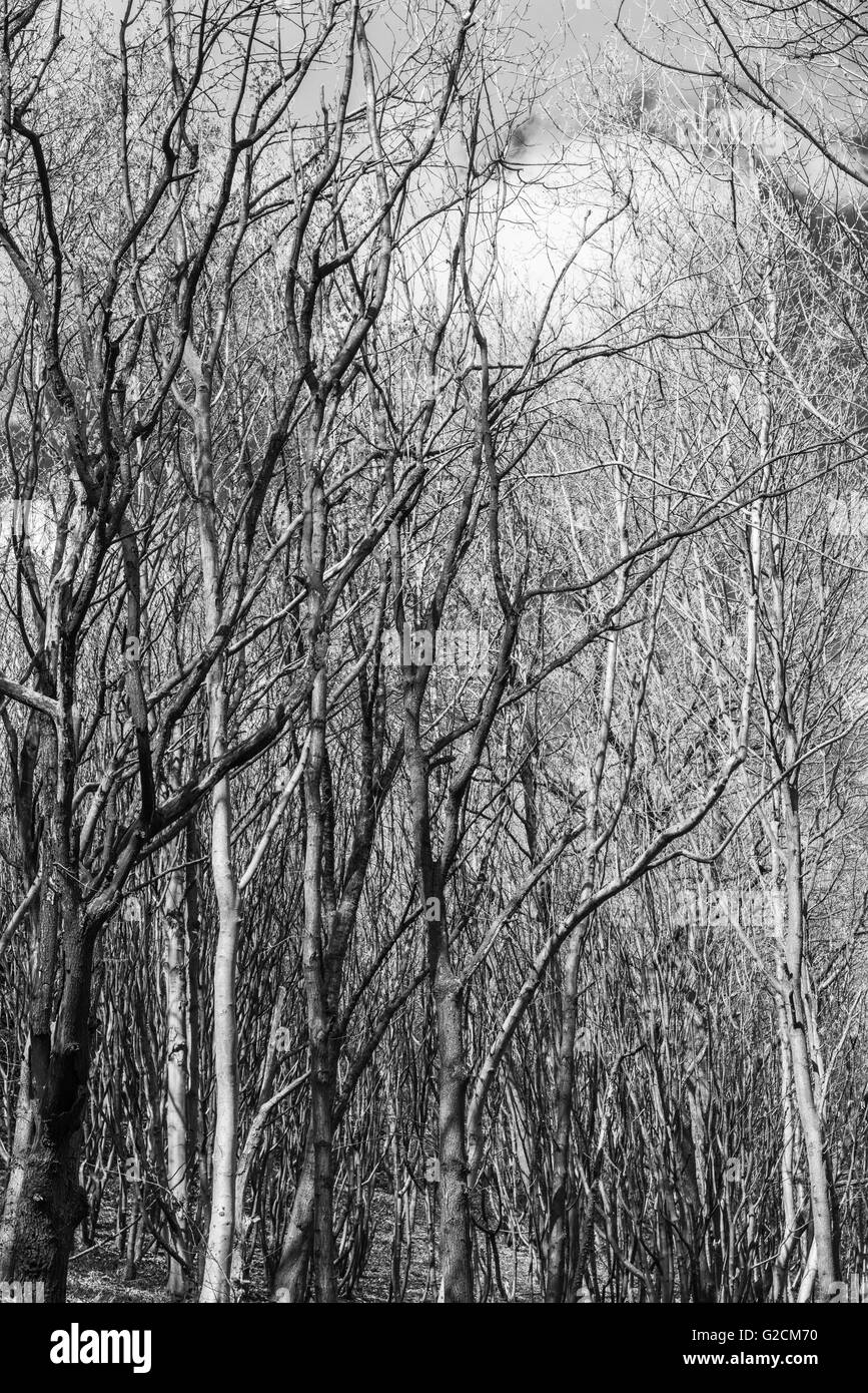verdrehte Bäume in England Sheffield Zweige wickeln über jeden Baum Ray Boswell Stockfoto