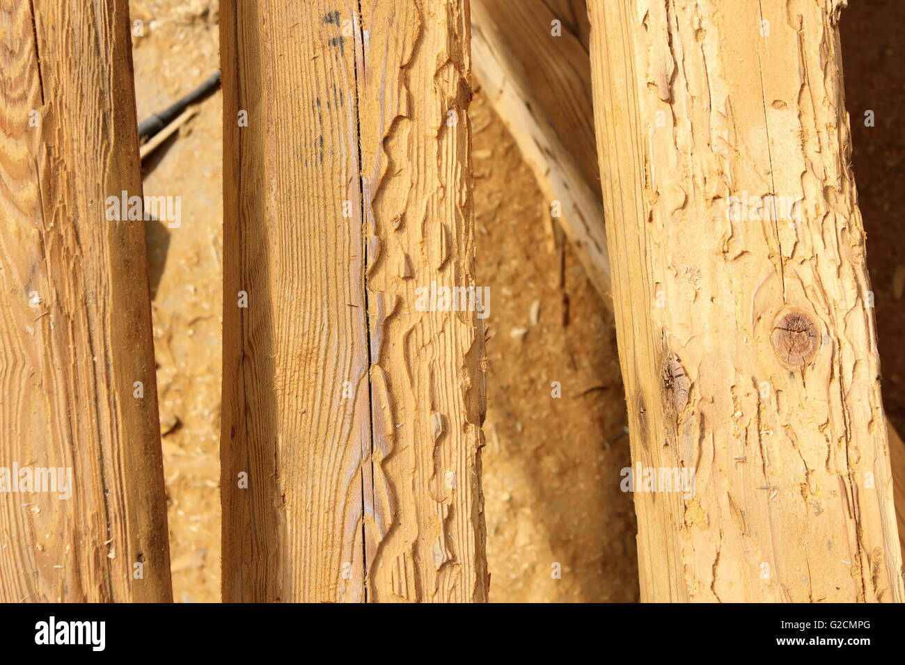 Konstruktion aus Holzbalken durch Insektenbefall (Hylotrupes Bajulus, Haus Longhorn Beetle) zerstört Stockfoto