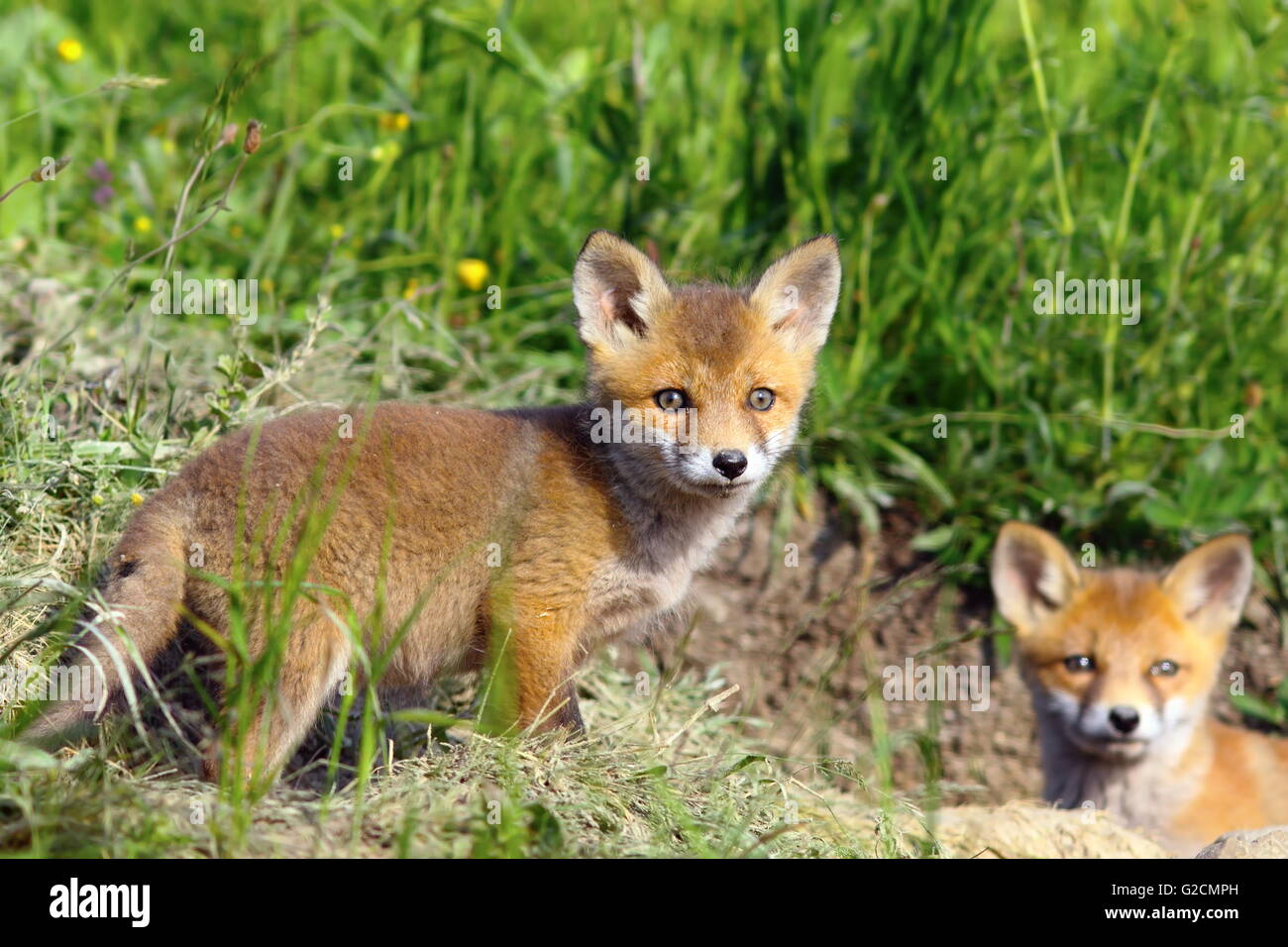 neugierig Fox Cub schaut in die Kamera (Vulpes Vulpes, wildes Tier) Stockfoto