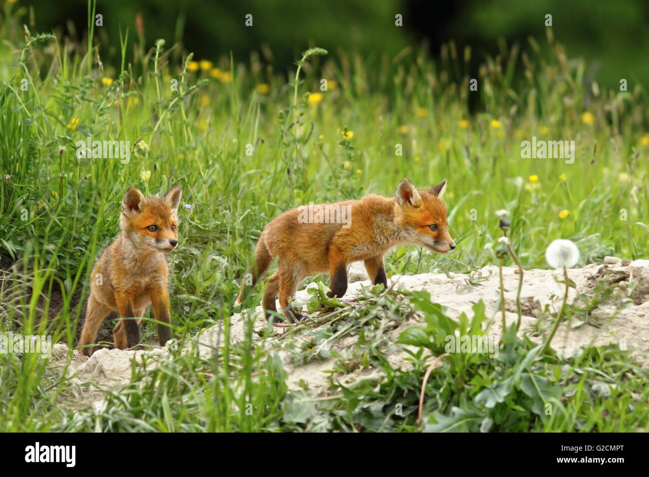 Fox Cubs in der Nähe der Höhle (Vulpes Vulpes); Sie gerne bei der Mutter bei der Jagd im Wald zu spielen, um Stockfoto
