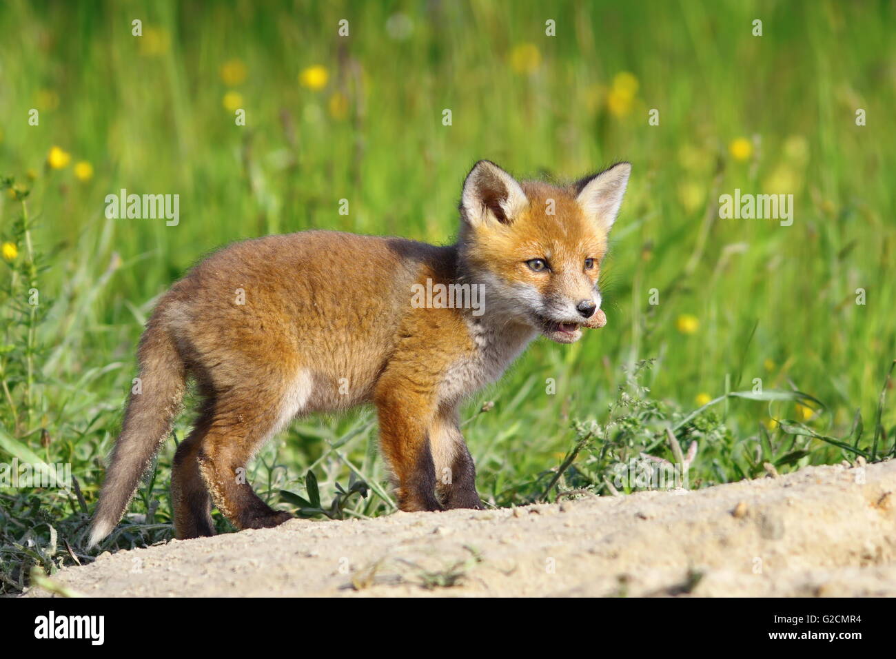 Little Red Fox Cub (Vulpes Vulpes) Stand in der Nähe der Höhle, Aufnahme in die Wildnis Stockfoto