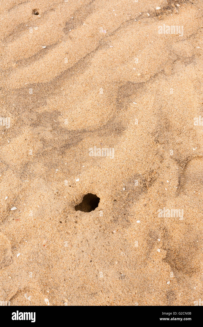 Draufsicht auf eine Krabbe Loch und zerbrochene Muscheln an einem tropischen Strand. Stockfoto