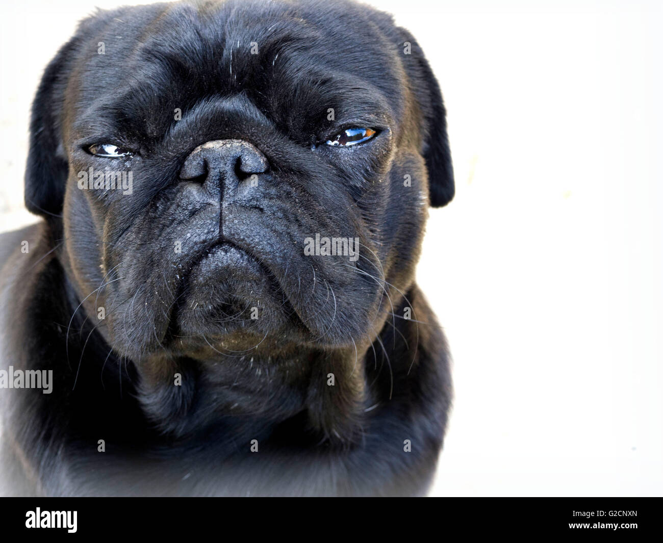 reiche Hund Stockfoto