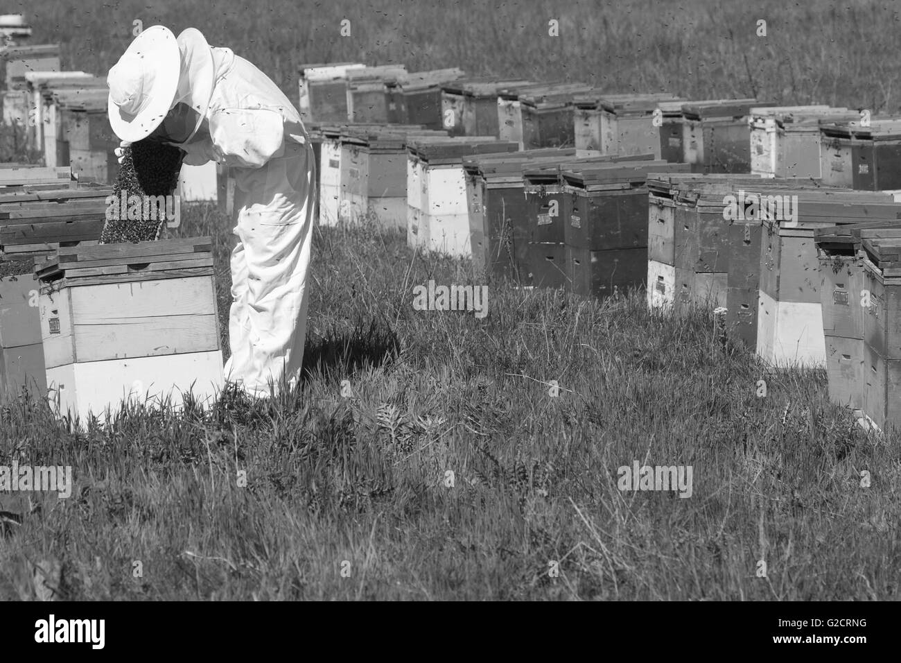 horizontale Seitenansicht des Imkers in einen Ehite Schutz Anzug Überprüfung des Honig Kammes im Bienenstock Stockfoto
