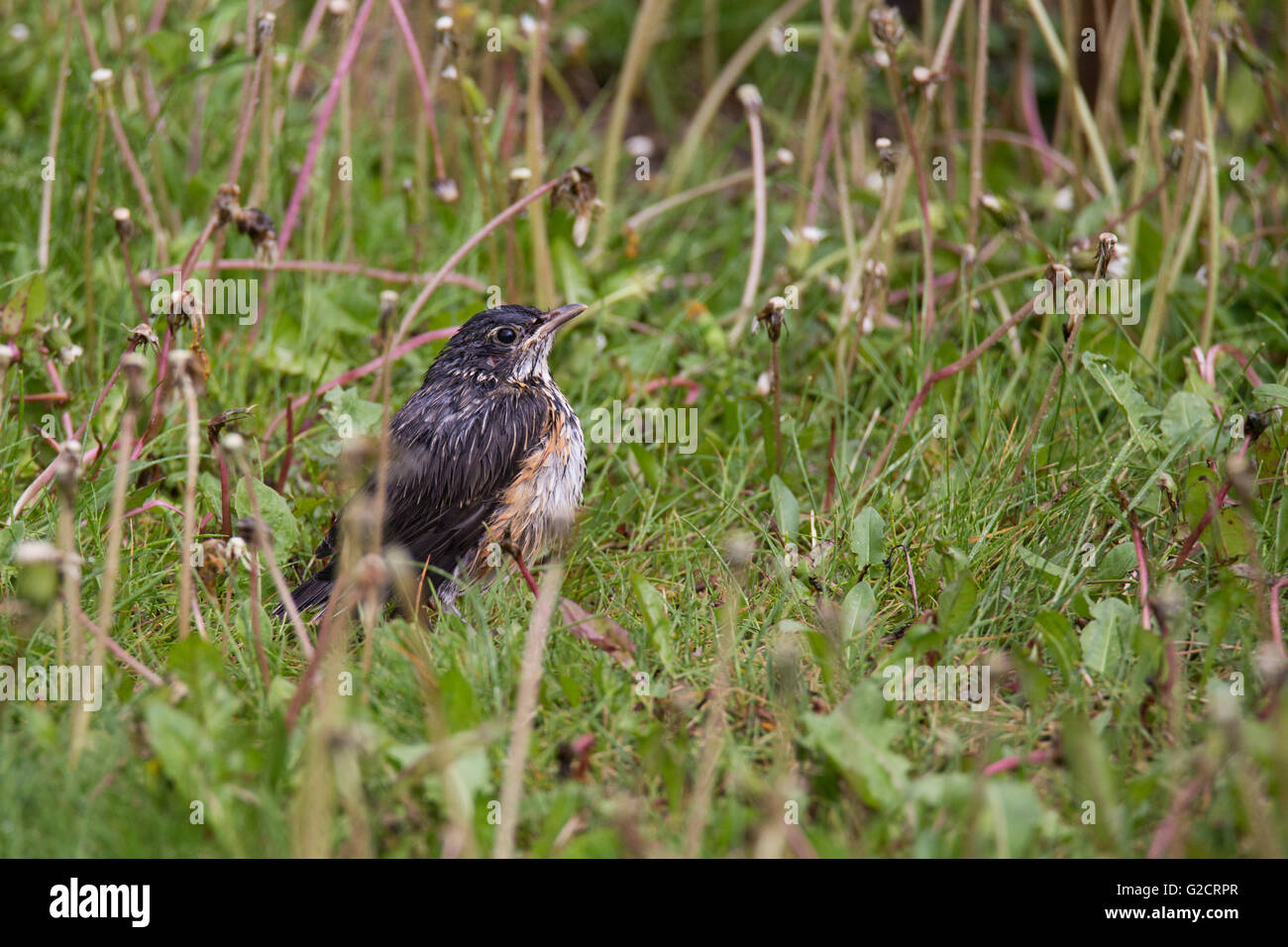 Juvenile American Robin (Turdus Migratorius) im Frühjahr Stockfoto