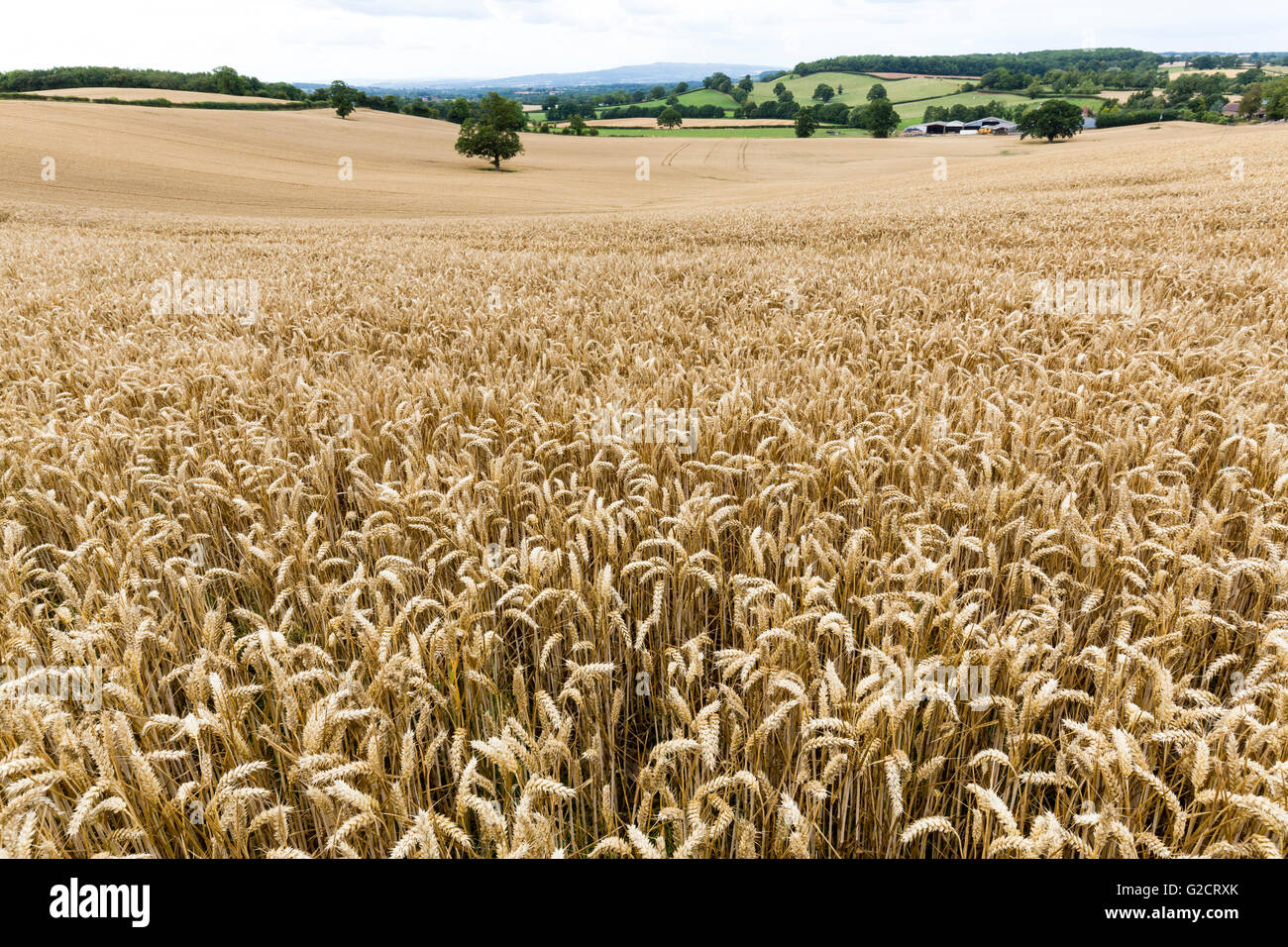 Weizenernte Feld in der Nähe von Edvin Loach, Herefordshire, England, UK Stockfoto