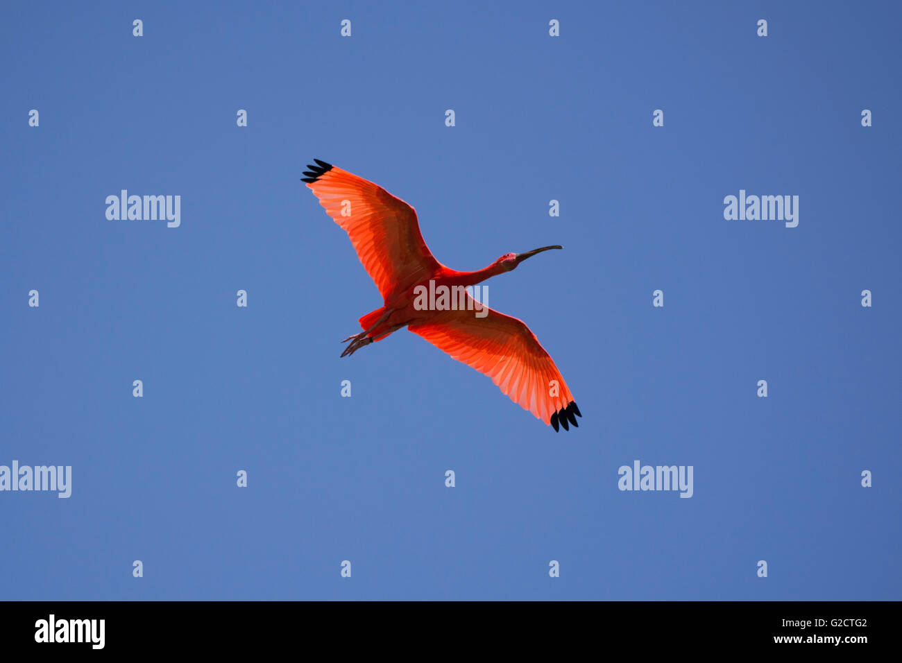 Scarlet Ibis, auch in lateinischen Eudocimus Ruber genannt. Stockfoto