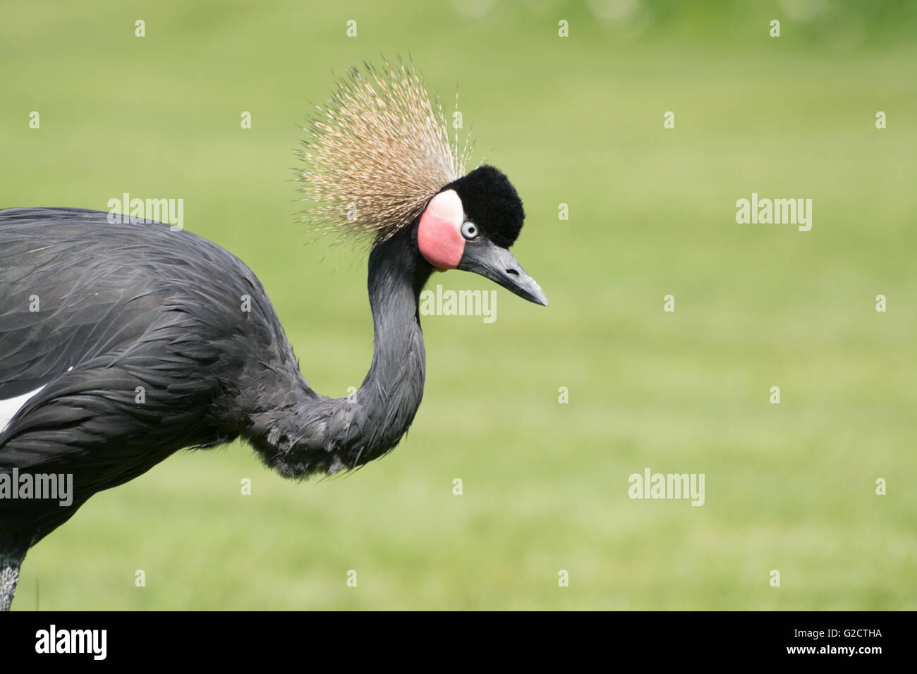 Schwarz gekrönt Kran, auch genannt in lateinischen Balearica Pavonina. Stockfoto