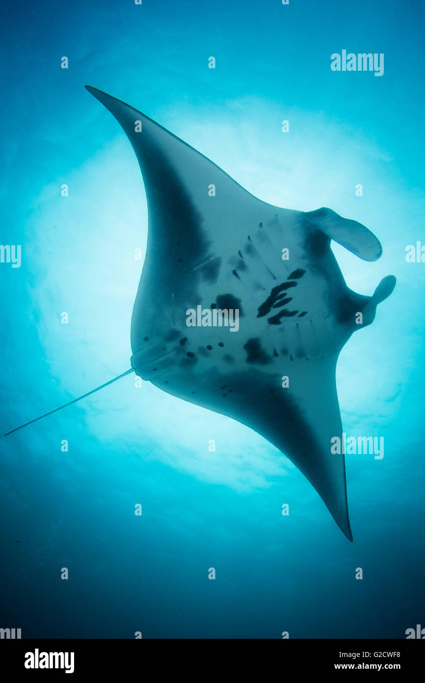Manta Ray - Manta Alfredi - Sperrung, die Sonne im blauen Wasser. Aufgenommen im Nationalpark Komodo, Indonesien. Stockfoto