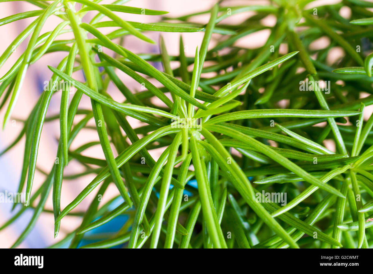 Senecio Cylindricus, schmale Blatt Chalksticks eklektischen
