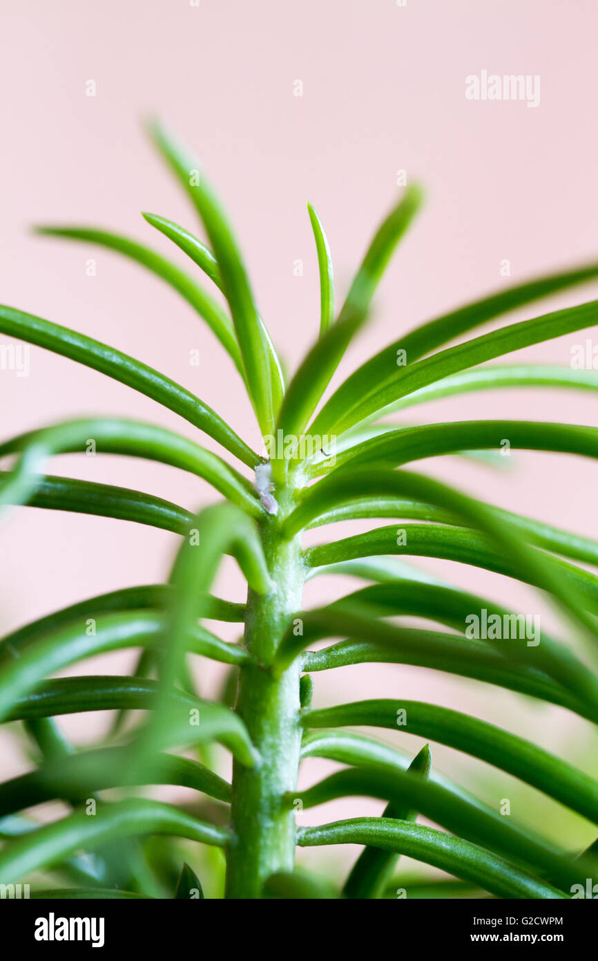 Senecio Cylindricus, schmale Blatt Chalksticks eklektischen