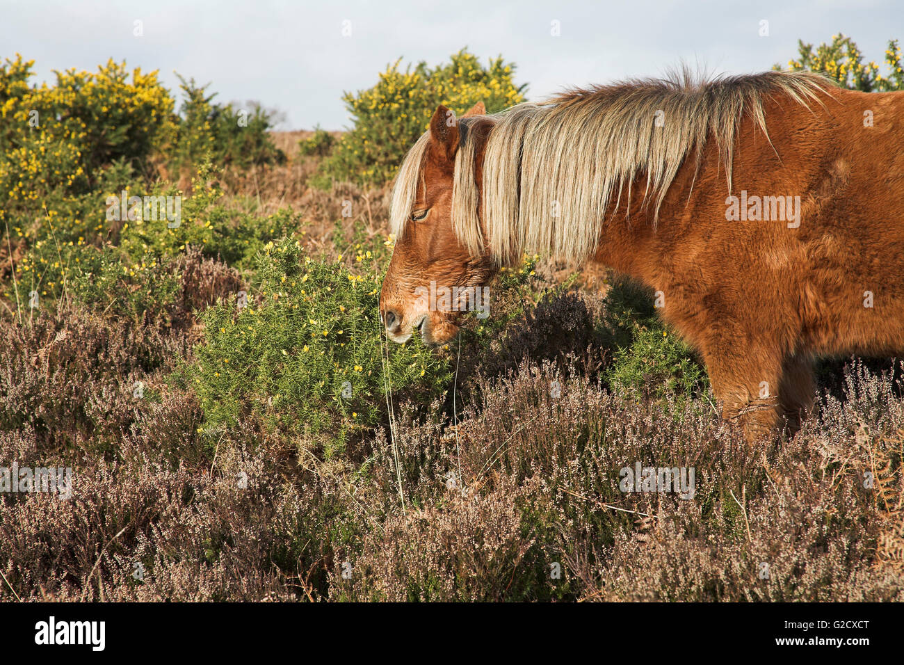 New Forest Pony auf Heideland Bratley Plain New Forest Nationalpark Hampshire England Stockfoto