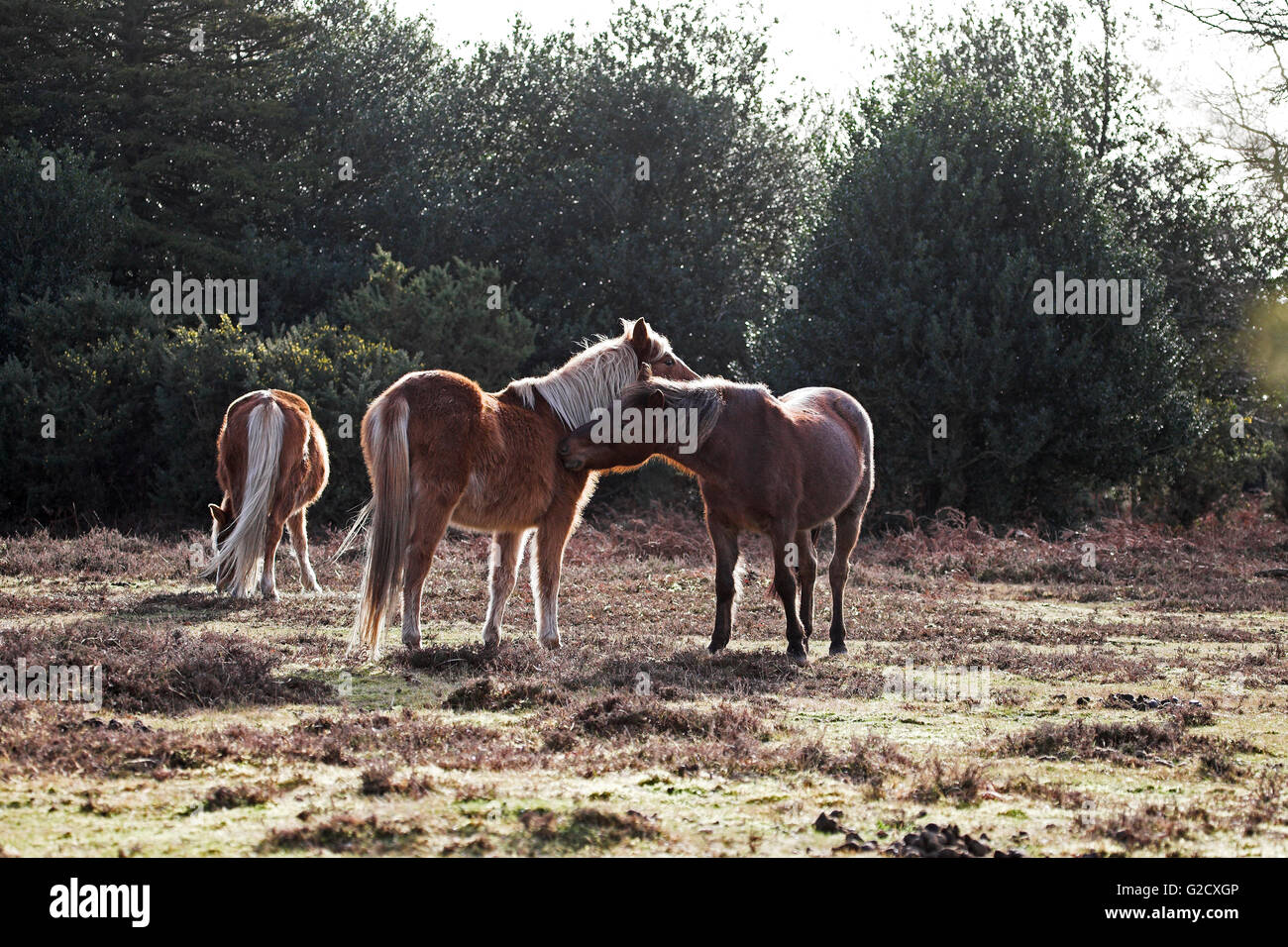 New Forest Ponys gegenseitige Fellpflege bei Fritham New Forest Nationalpark Hampshire, England Stockfoto