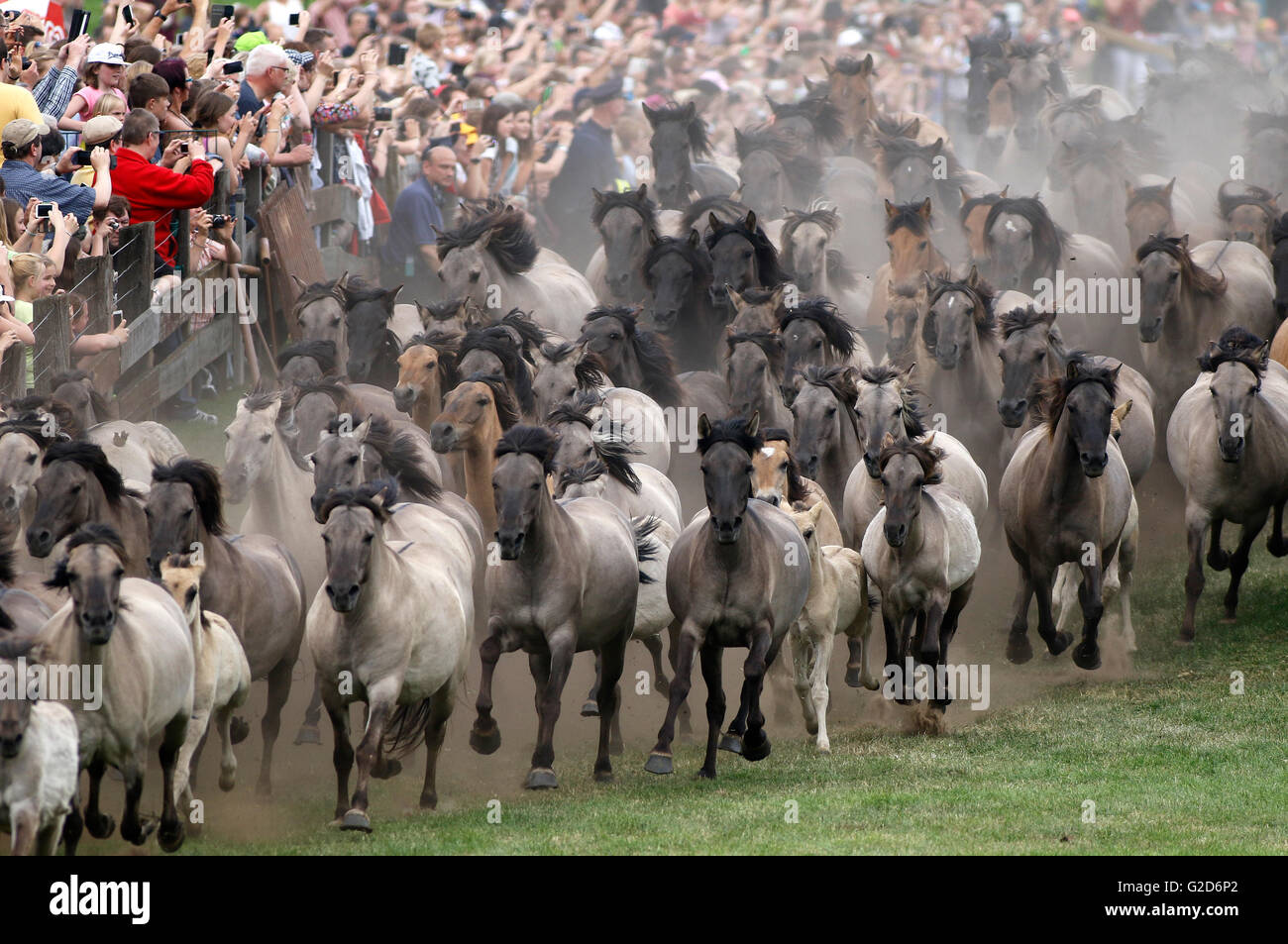  Foto zu Dülmen, Deutschland. 28. Mai 2016. Duelmener Wildpferde in der Arena in 