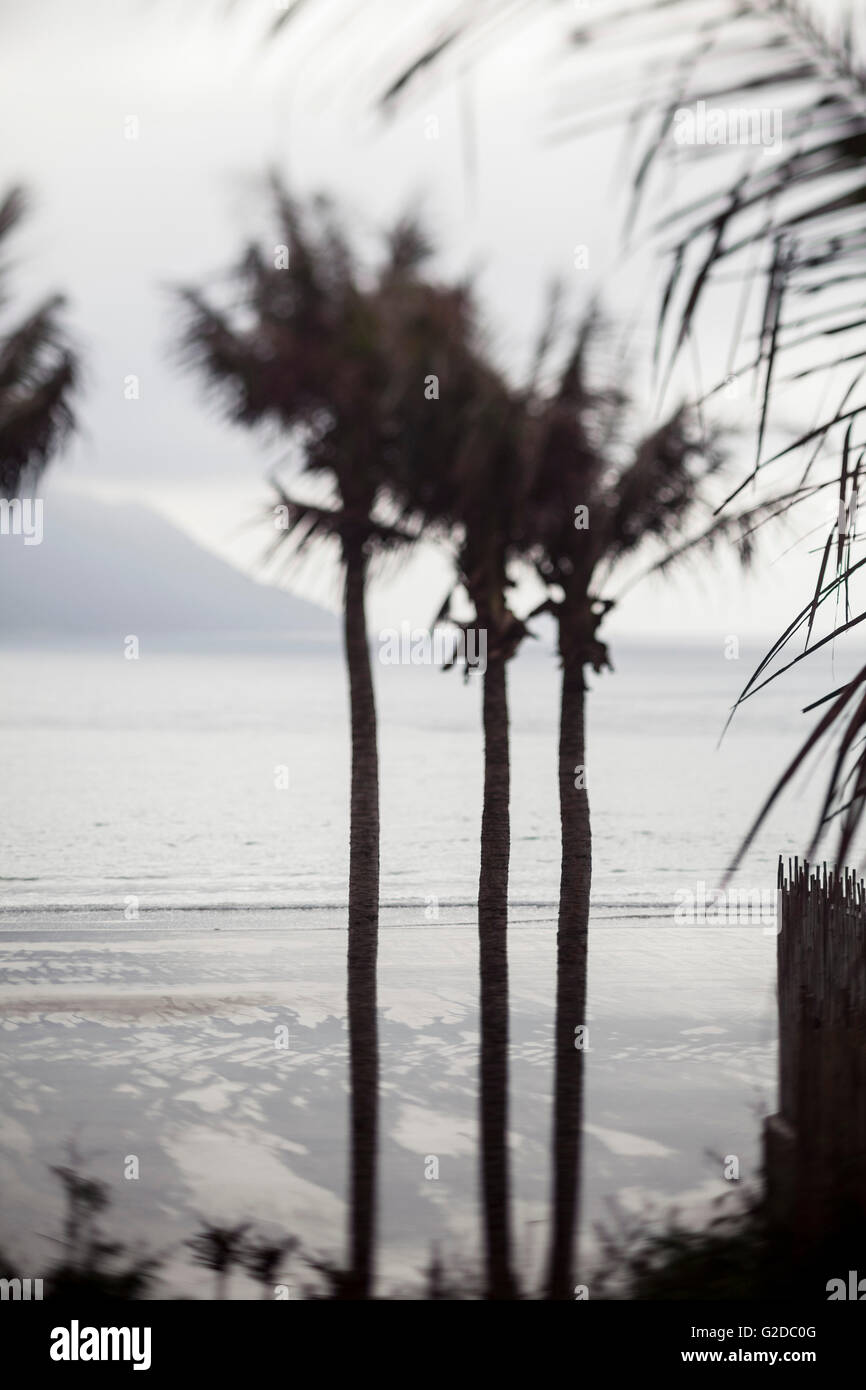 Palmen und Blick auf Meer, Con Dao Island, Vietnam Stockfoto