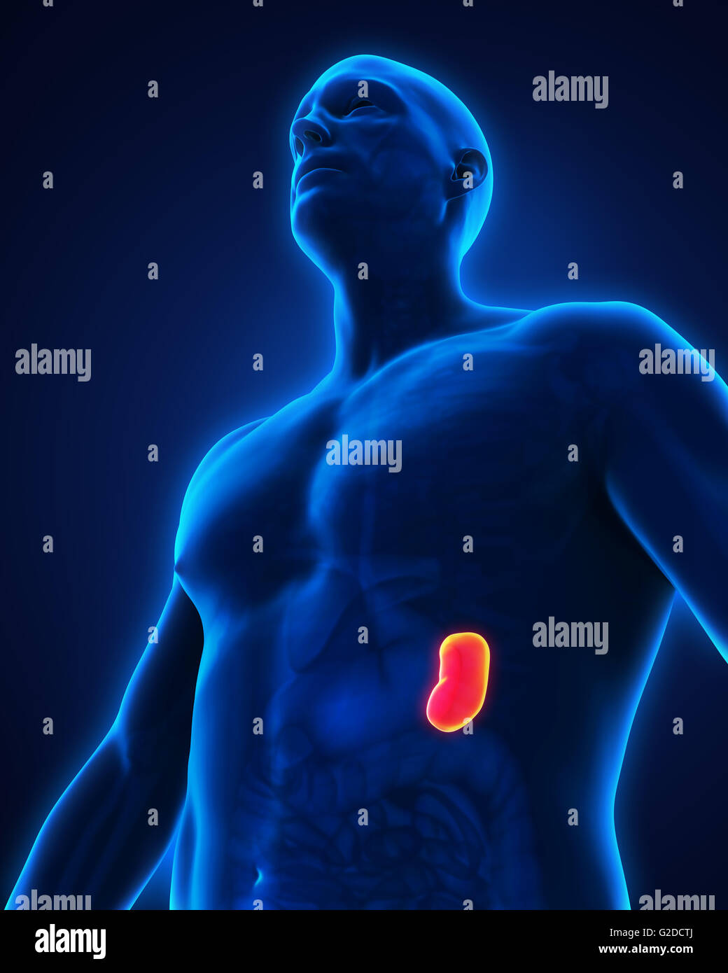 Anatomie der menschlichen Milz Stockfotografie - Alamy