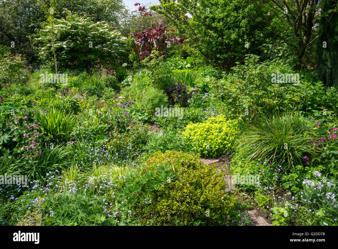 Ein englischer Cottage-Garten Ende Mai mit einer Fülle von informellen Einpflanzen. Stockfoto