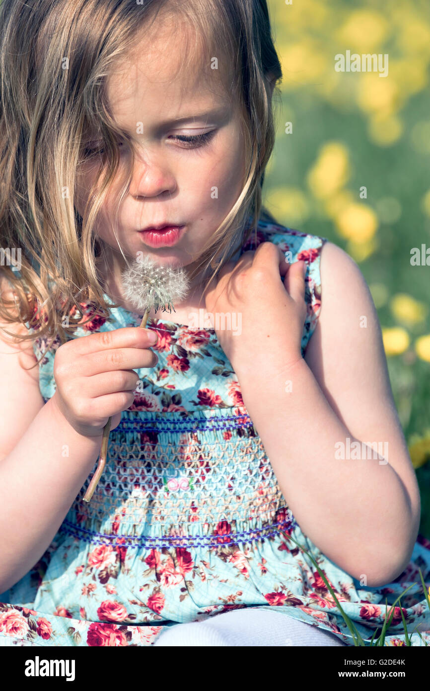 ein 3-jähriges Mädchen bläst eine Löwenzahn Uhr Stockfoto