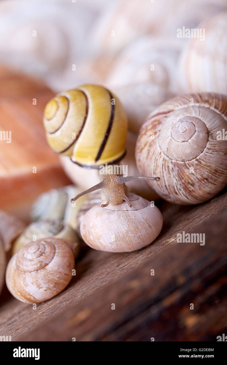 Kleinen Garten Schnecken kriechen auf große leere Schneckenhäuser gebändert Stockfoto