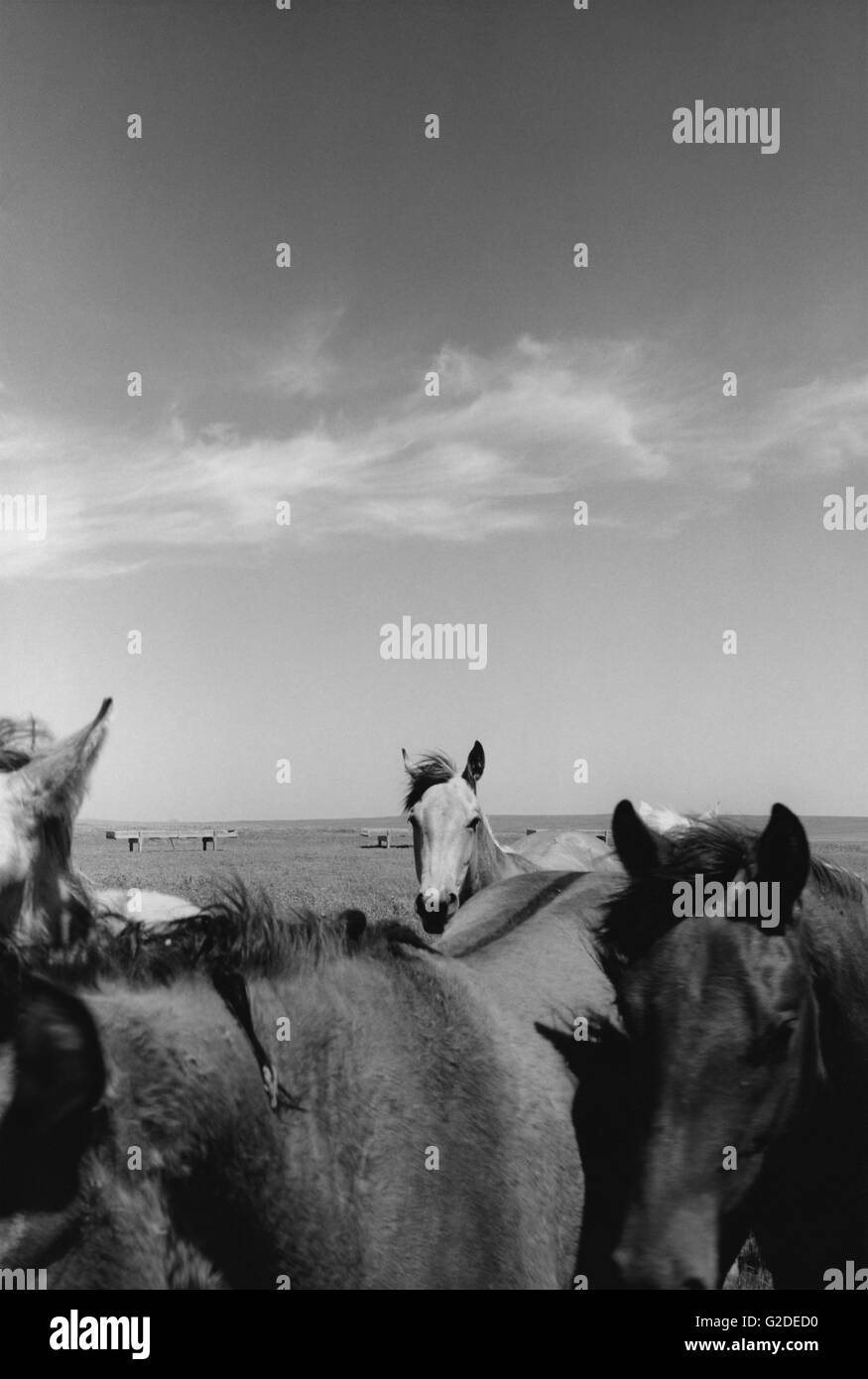 Herde von Pferden Stockfoto