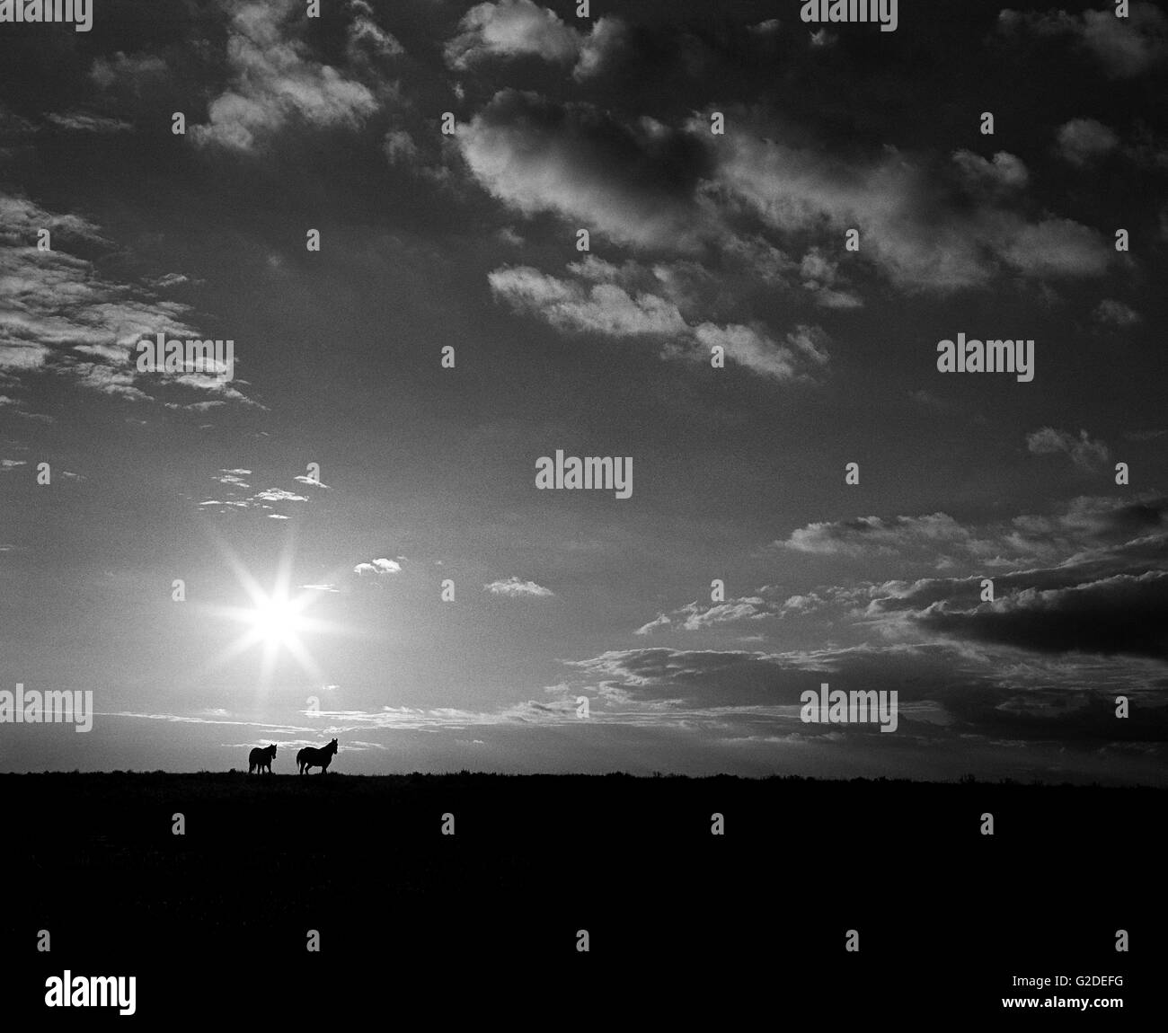 Pferde im Feld bei Sonnenaufgang Stockfoto