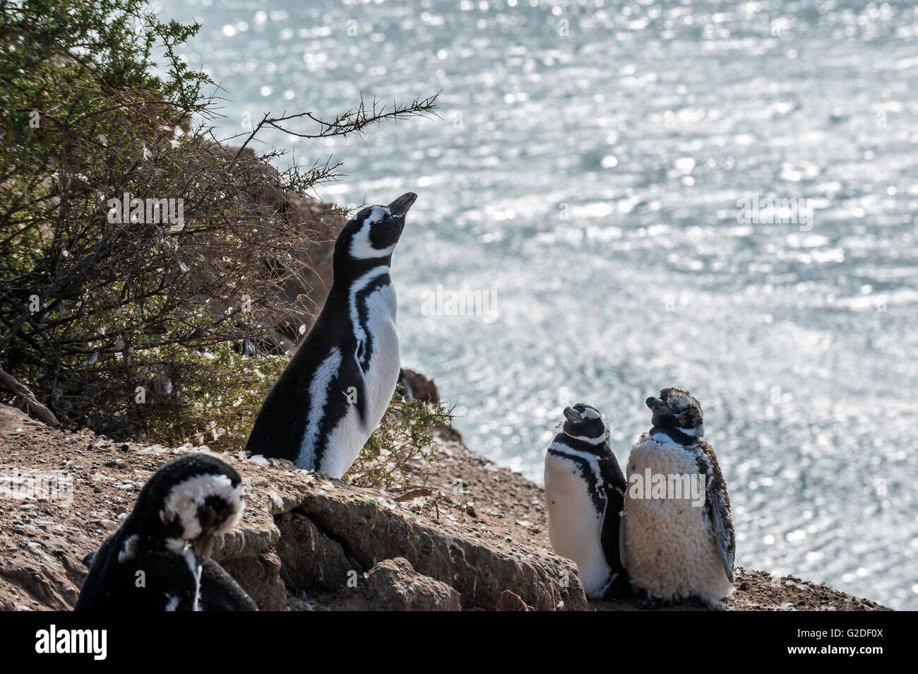 Magellan-Pinguine, sehr früh morgens am natürlichen geschützten Bereich Halbinsel Valdes, Patagonien, Argentinien Stockfoto