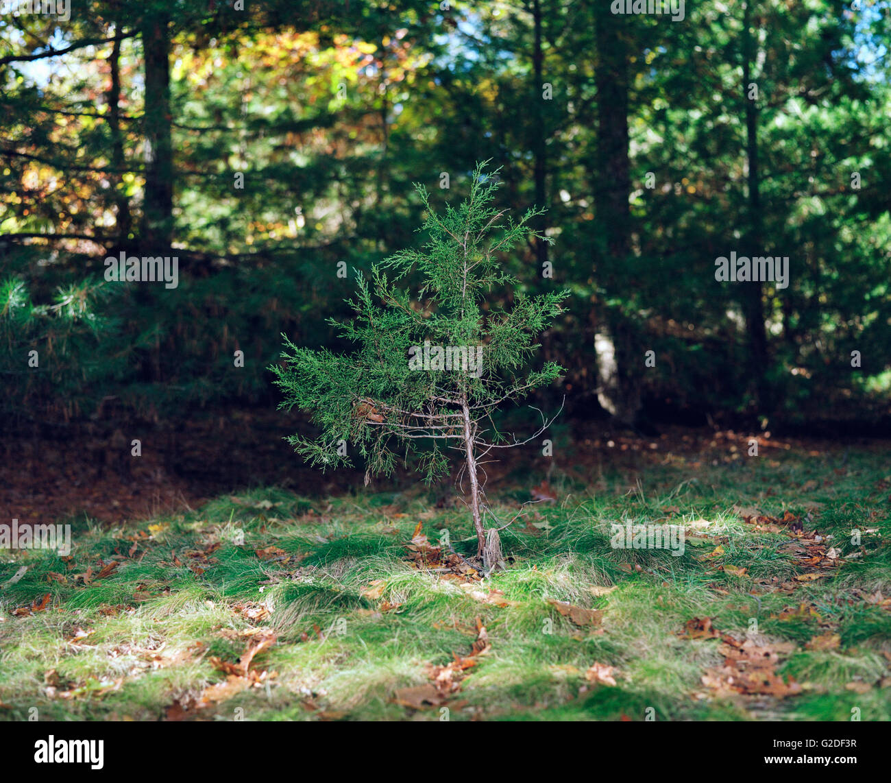 Kleiner immergrüner Baum mit großen immergrünen Bäumen im Hintergrund Stockfoto