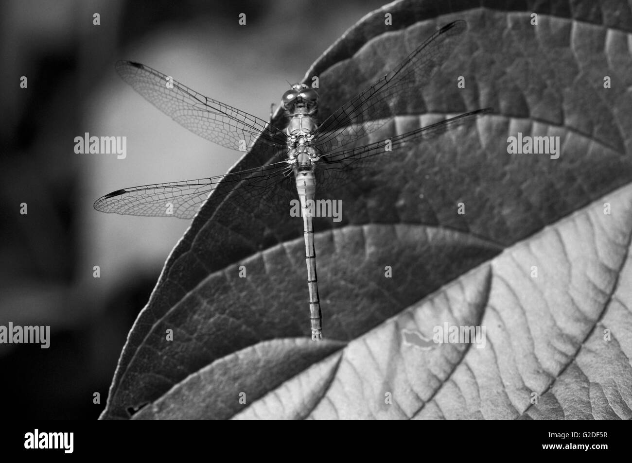 Libelle auf Blatt, Nahaufnahme Stockfoto