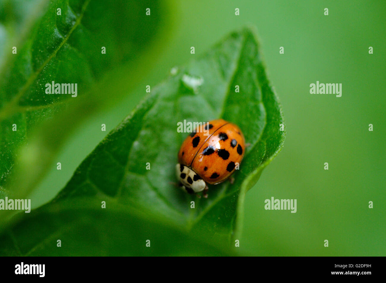 Mehrfarbige Asian Lady Beetle auf Blatt, Nahaufnahme Stockfoto