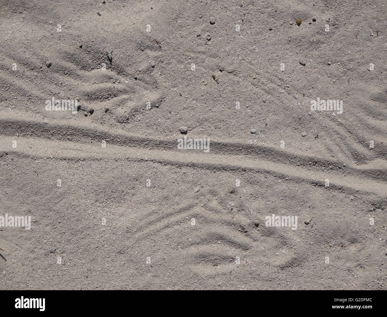 Leguan-Spuren im sand Stockfoto