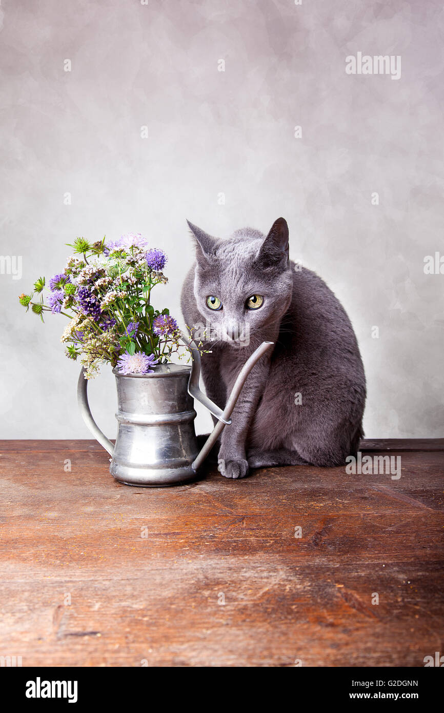 Katze mit Blumen in alte dekorative Gießkanne Stockfoto