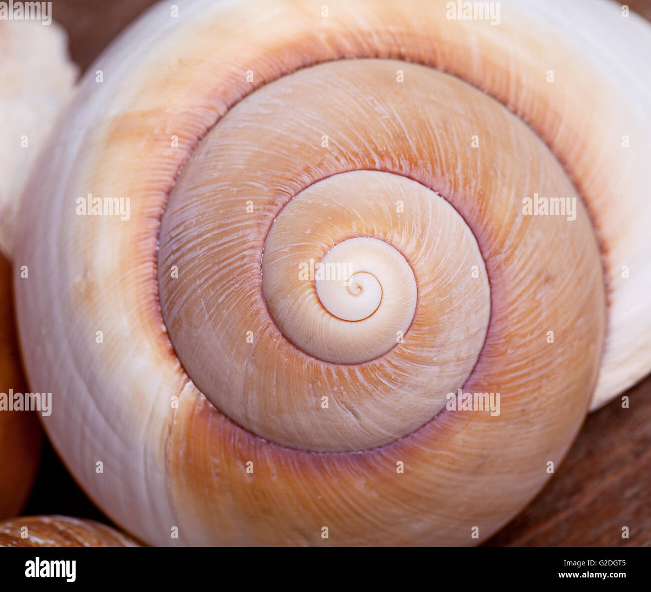 Detail die Spiralform ein leeres Schneckenhaus Stockfoto