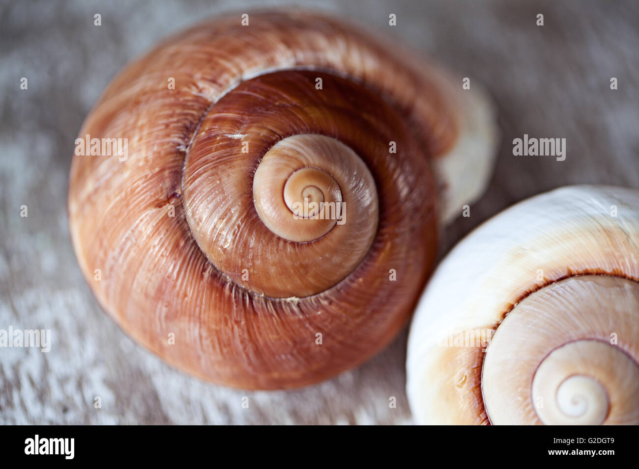 Braune Schneckenhäuser in Busse Größen und leer Stockfoto