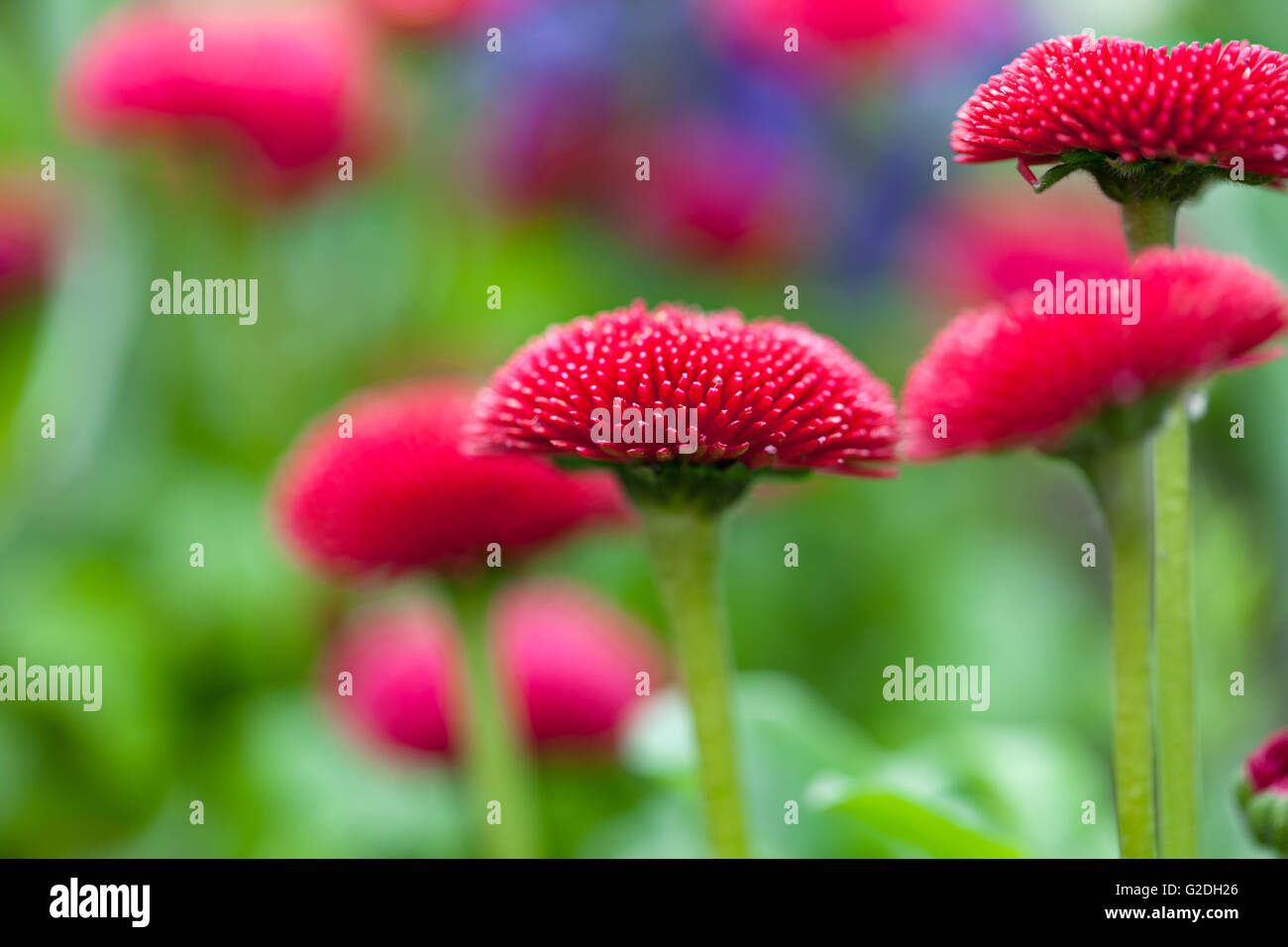 Gruppe von hell lila Daisy Blumen im Frühling Stockfoto