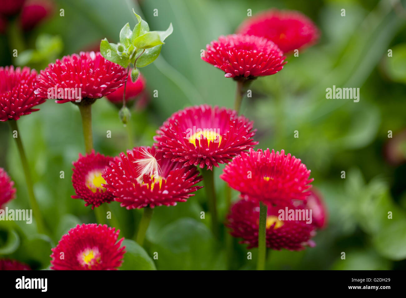 Gruppe von hell lila Daisy Blumen im Frühling Stockfoto