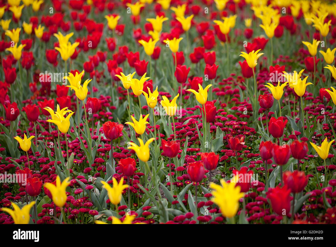 Leuchtend bunte rote und gelbe Tulpe Blüten im Frühjahr Stockfoto
