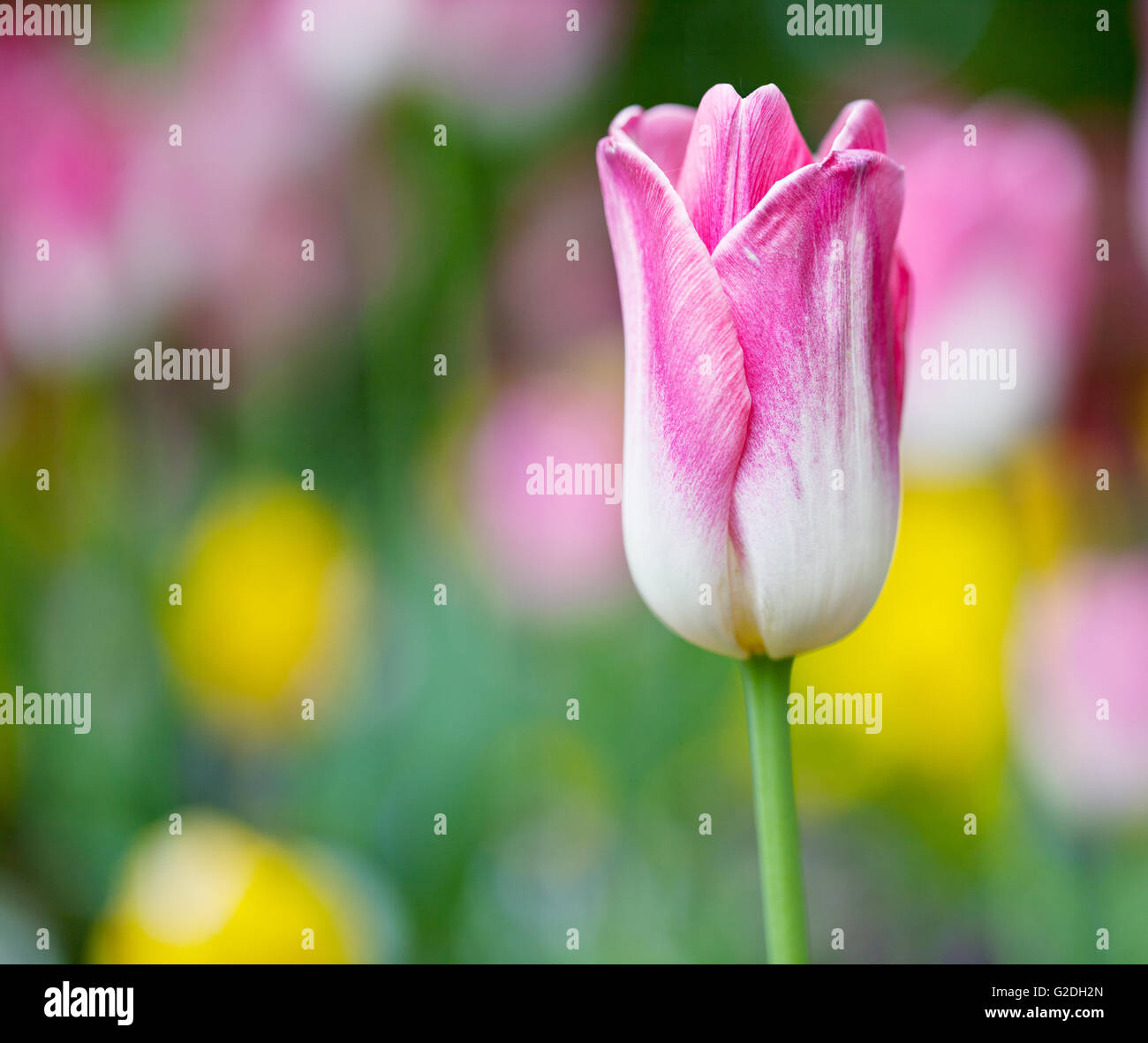 Leuchtend bunte rosa Tulpe Blüten im Frühjahr Stockfoto