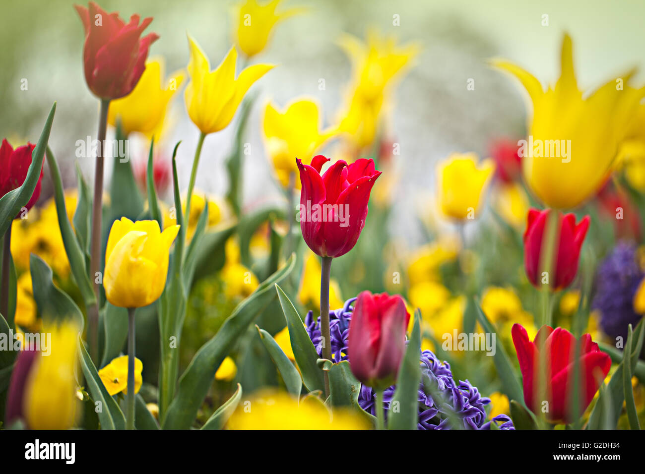 Leuchtend bunte gelbe Tulpe Blüten im Frühjahr Stockfoto