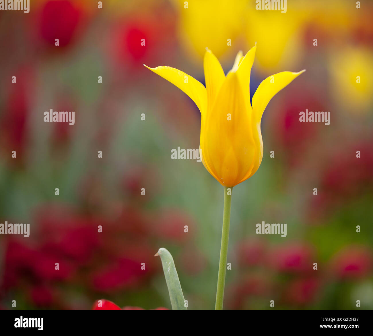 Leuchtend bunte gelbe Tulpe Blüten im Frühjahr Stockfoto