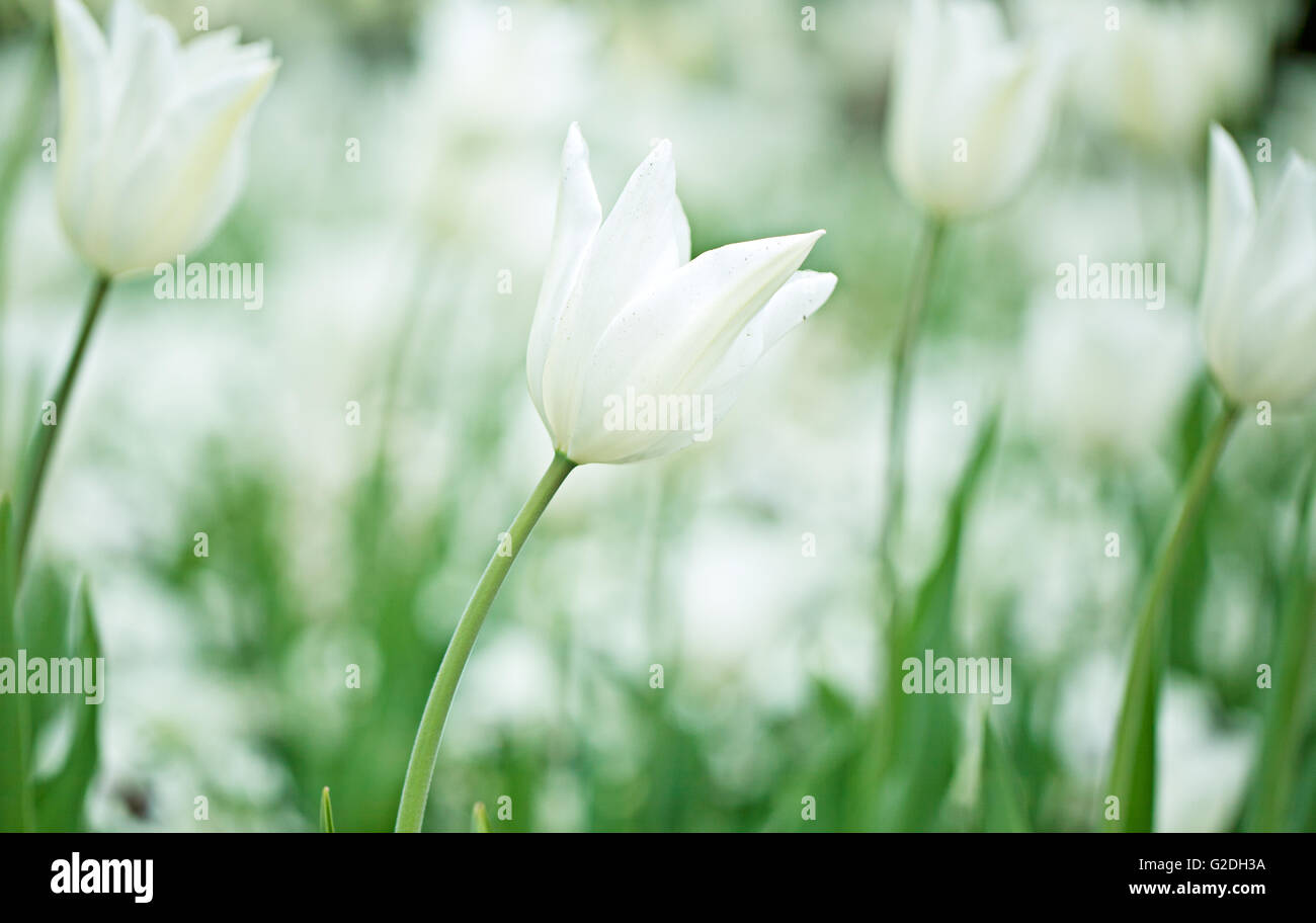 Leuchtend bunte weiße Tulpe Blüten im Frühjahr Stockfoto