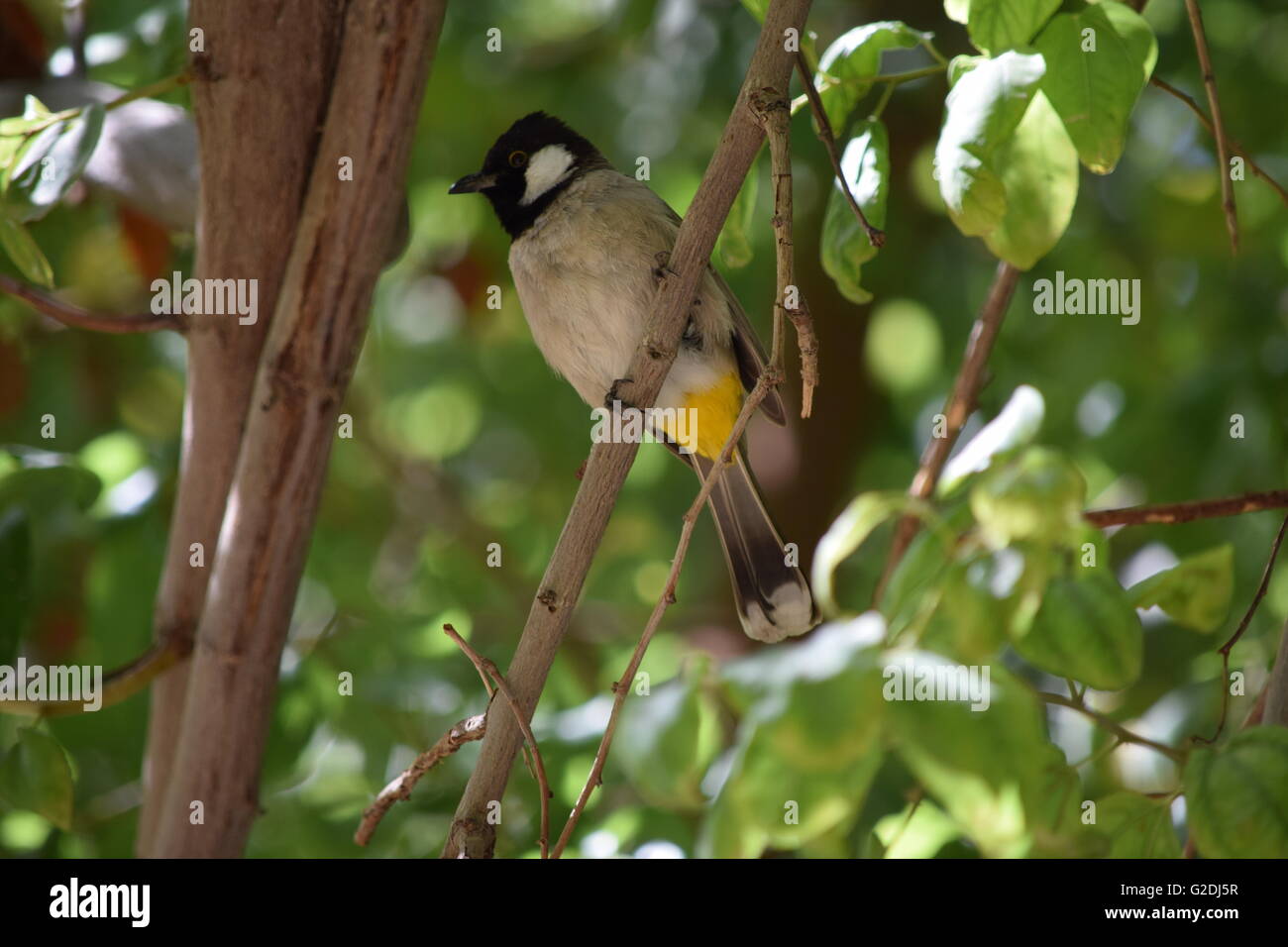 Vogel auf Baum Ruhe Schönheit Natur Stockfoto