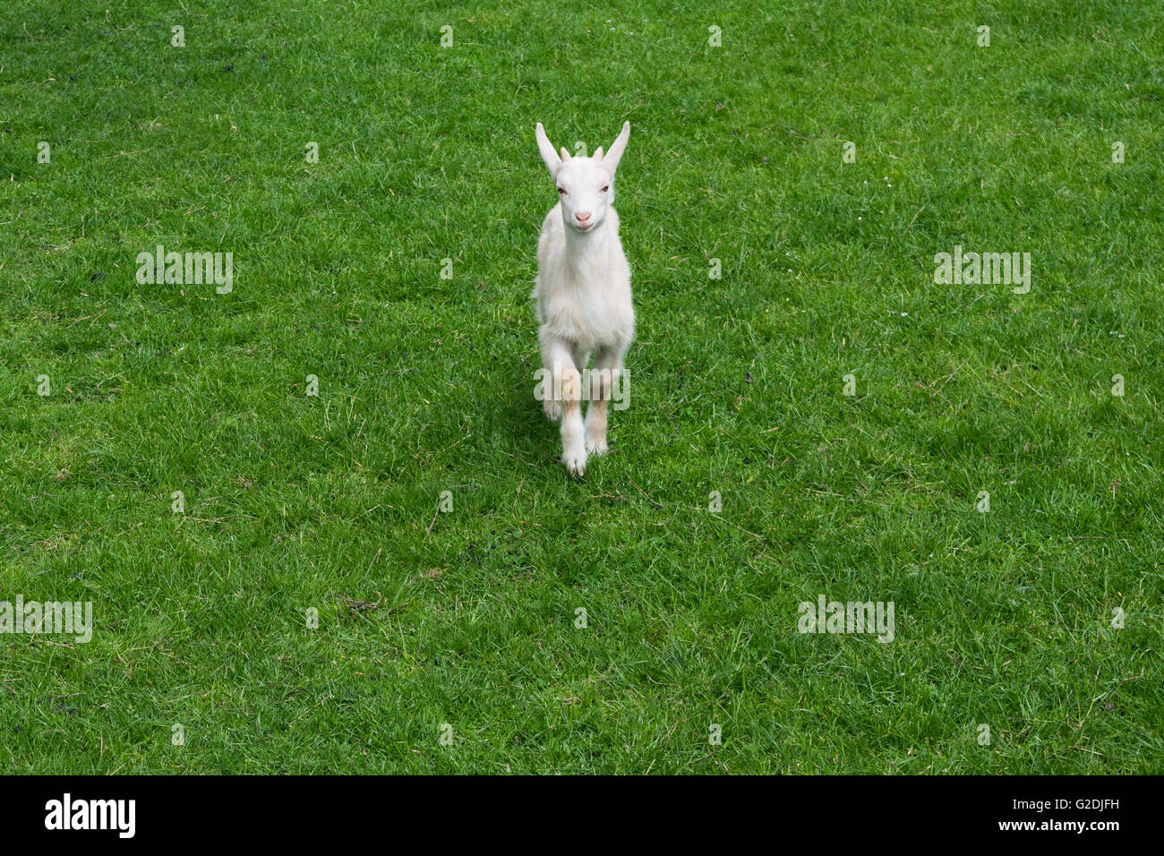 Niedliche Baby Ziege Zicklein junge grüne Wiese Rasen vorne auf der Suche Stockfoto